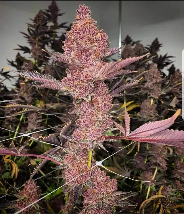 WEED DELIVERY & MY GREEN LIBRARY INC — photo from the business 3