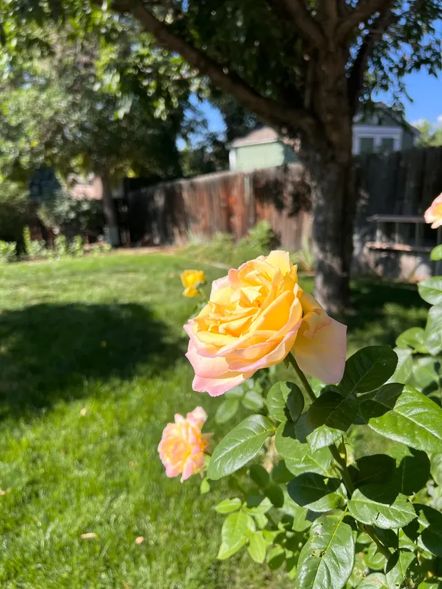 Weed Man Lawn Care — customer photo 11