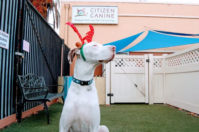 Citizen Canine — photo from the business 6