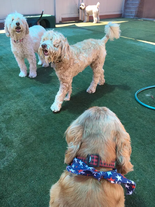Citizen Canine — photo from the business 8