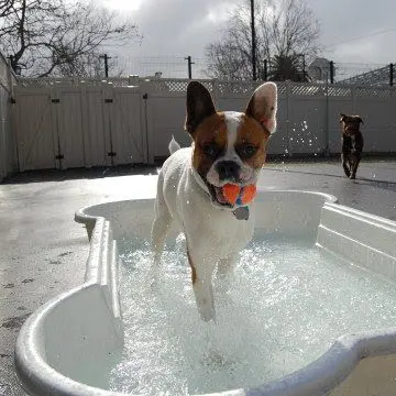 Citizen Canine — photo from the business 7