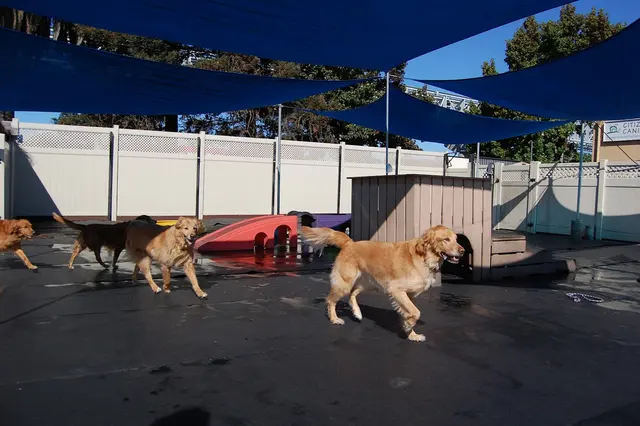 Citizen Canine — photo from the business 3
