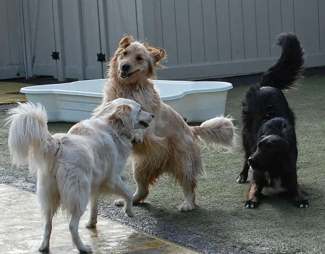 Citizen Canine — customer photo 12