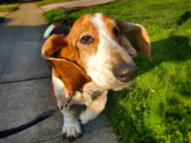 Travelers Pet Care — photo from the business 8