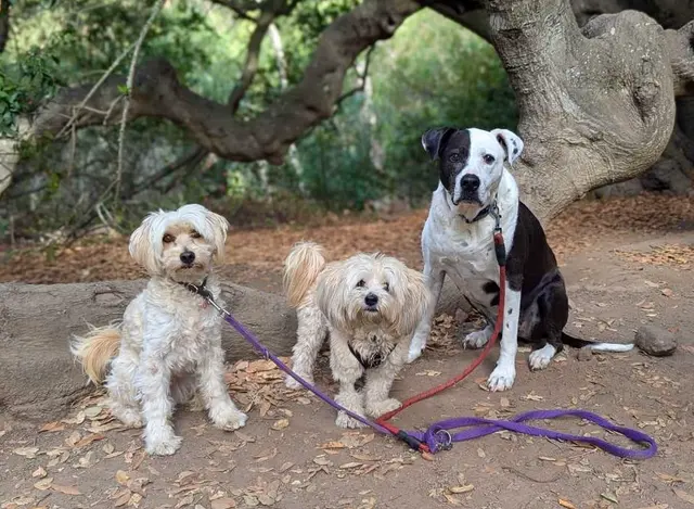 Travelers Pet Care — photo from the business 3