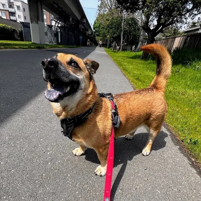 Travelers Pet Care — customer photo 2