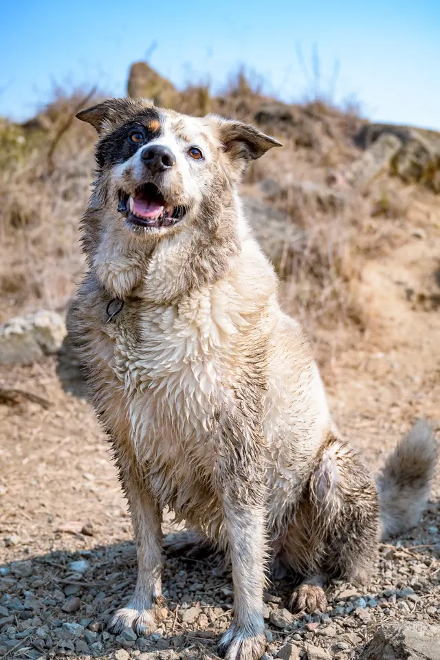 Travelers Pet Care — photo from the business 10
