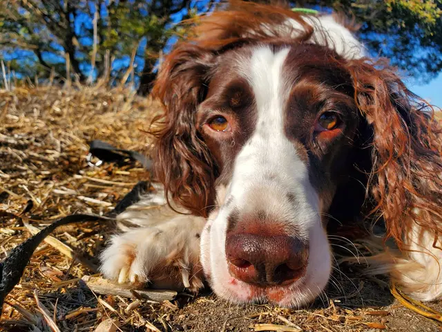 Travelers Pet Care — customer photo 7