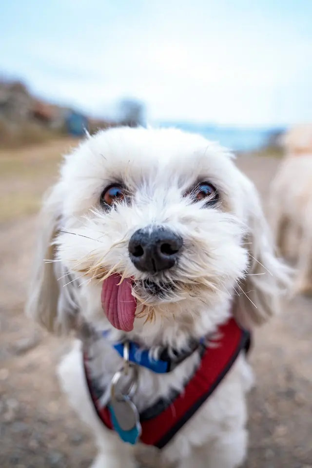 Travelers Pet Care — photo from the business 4