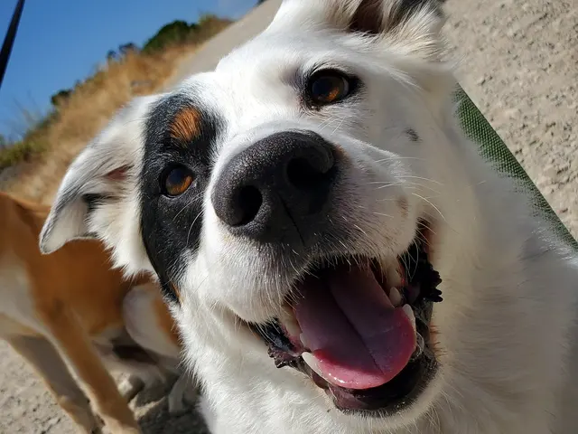 Travelers Pet Care — photo from the business 1