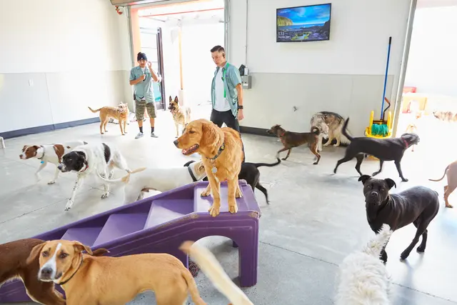 Happy Hound Play & Daycare, Inc. — photo from the business 2