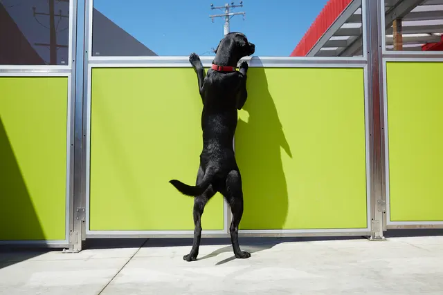 Happy Hound Play & Daycare, Inc. — photo from the business 4