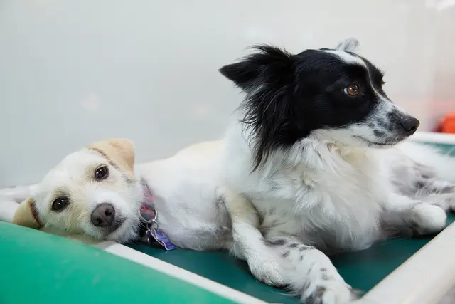 Happy Hound Play & Daycare, Inc. — photo from the business 3