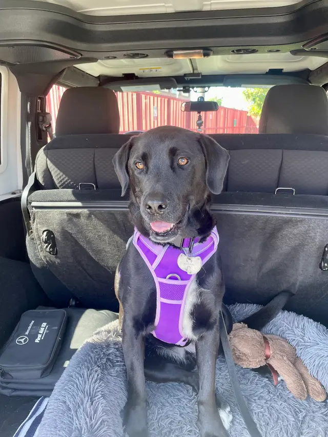 Happy Hound Play & Daycare, Inc. — customer photo 11