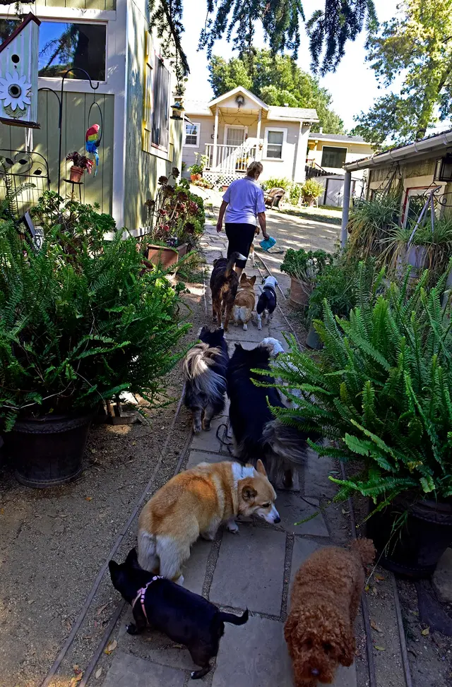 Critter Pet Care — photo from the business 10
