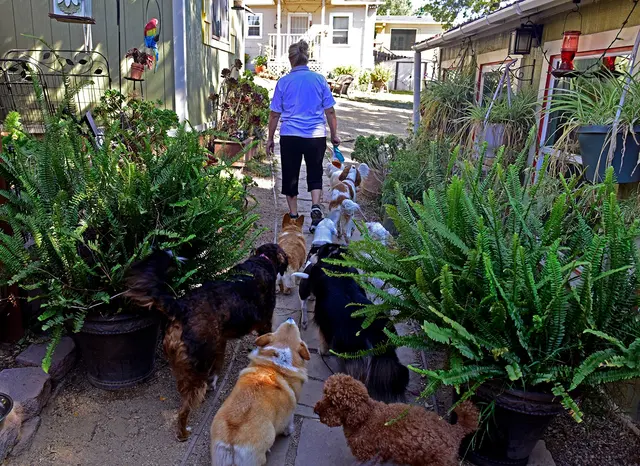 Critter Pet Care — photo from the business 12