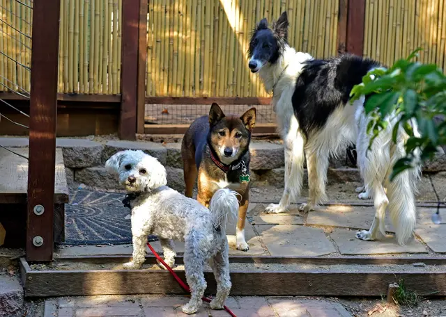 Critter Pet Care — photo from the business 4