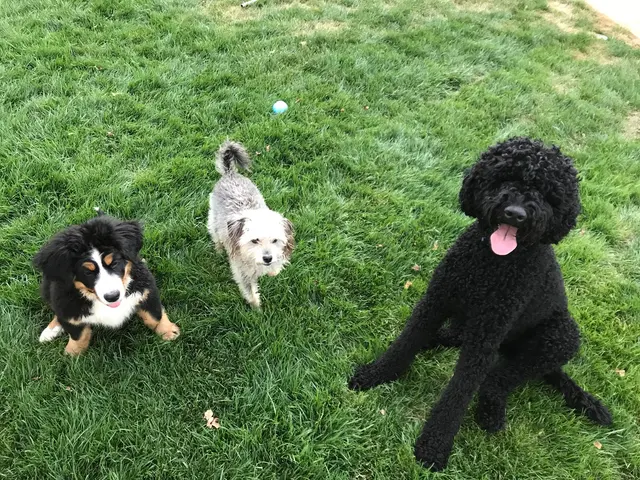 Red Rover Adventures In Pet Care — customer photo 3