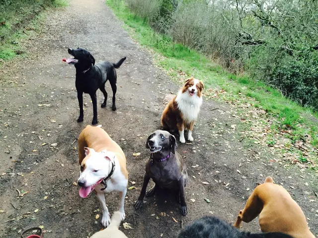 Red Rover Adventures In Pet Care — customer photo 2