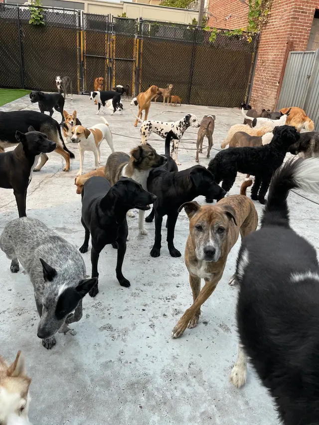 Just Pet Me — customer photo 11