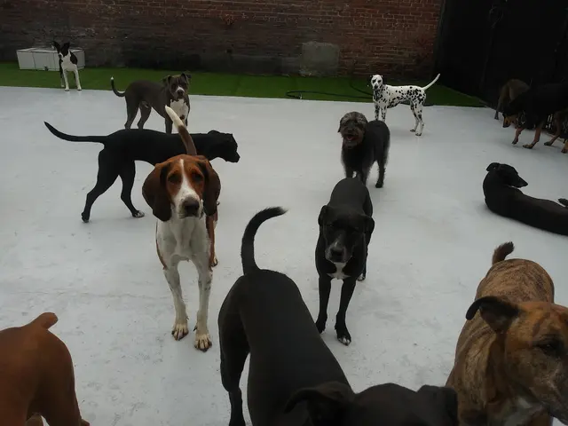 Just Pet Me — customer photo 2
