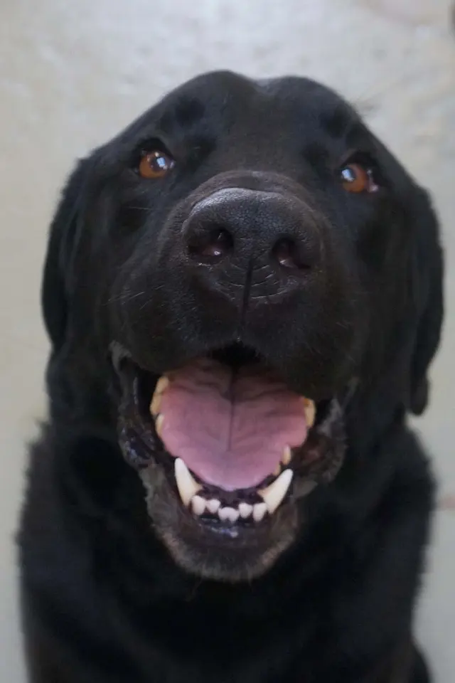 Just Pet Me — customer photo 12