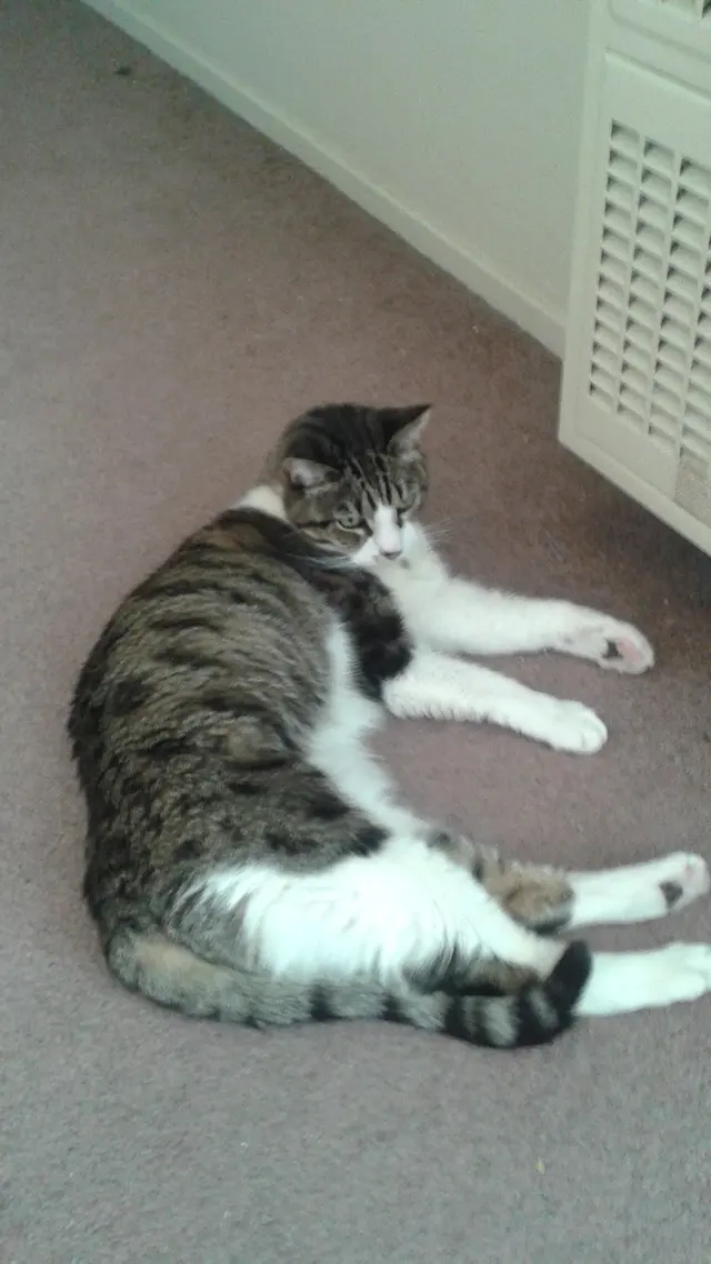 Petite Pet Sitting — photo from the business 9