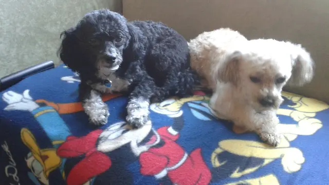 Petite Pet Sitting — photo from the business 7