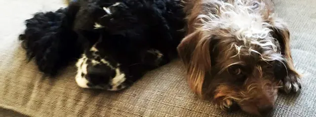 Petite Pet Sitting — photo from the business 10
