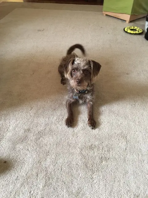 Petite Pet Sitting — photo from the business 8