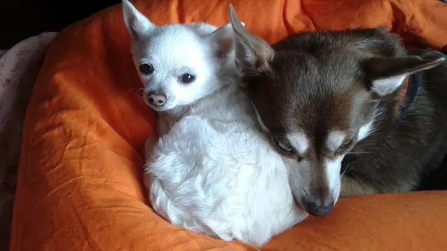 Petite Pet Sitting — photo from the business 4