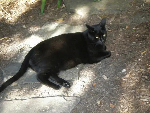 Petite Pet Sitting — photo from the business 6