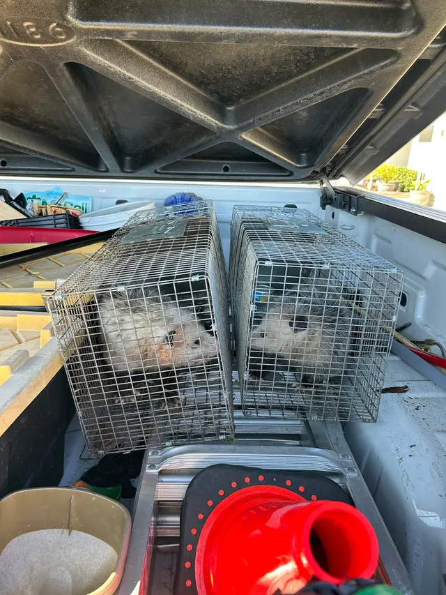 McCall Pest & Wildlife - Orlando — customer photo 6