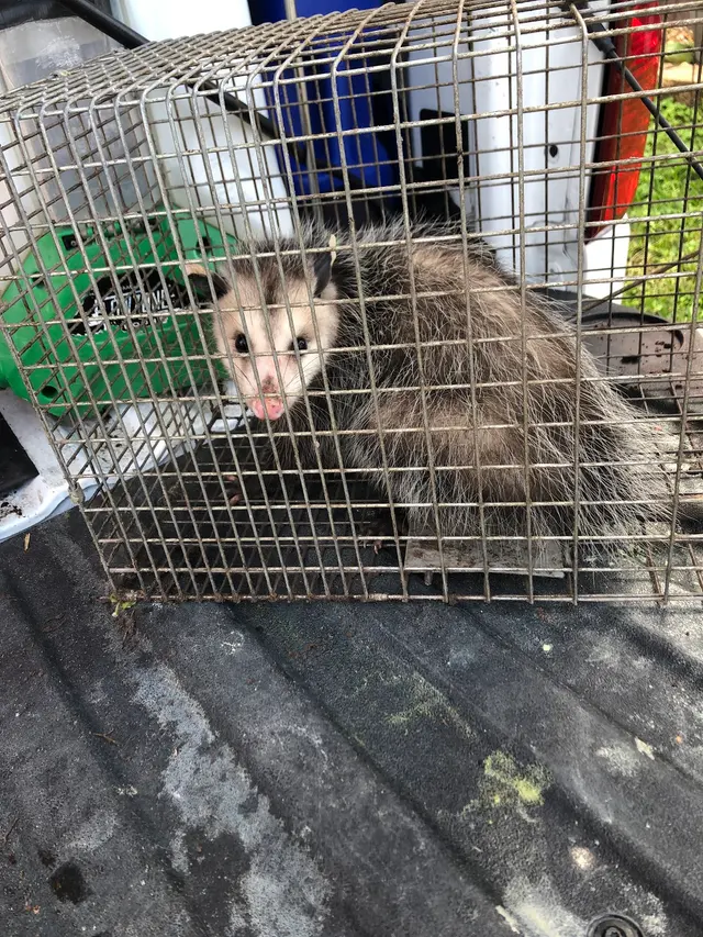 McCall Pest & Wildlife - Orlando — customer photo 5