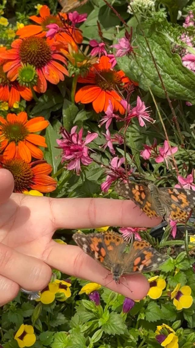 LydyBug Pest Control — photo from the business 9