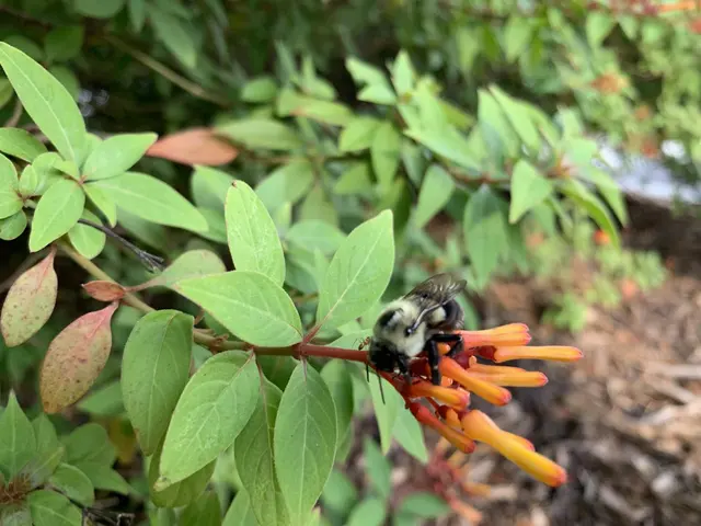 LydyBug Pest Control — photo from the business 8