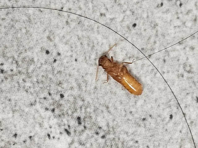 LydyBug Pest Control — photo from the business 7