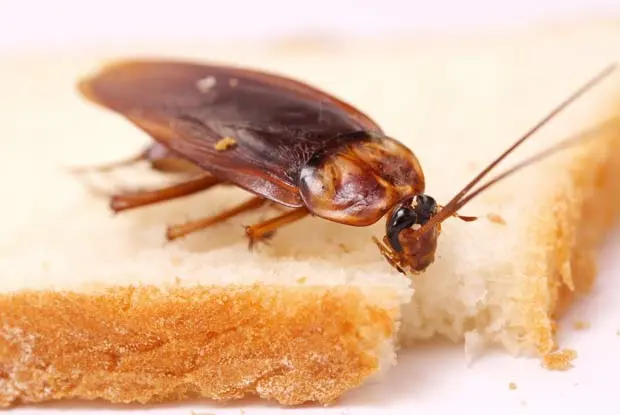 Mr Roland Pest Control, LLC — photo from the business 3