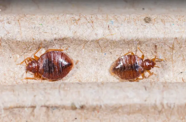 Mr Roland Pest Control, LLC — photo from the business 4