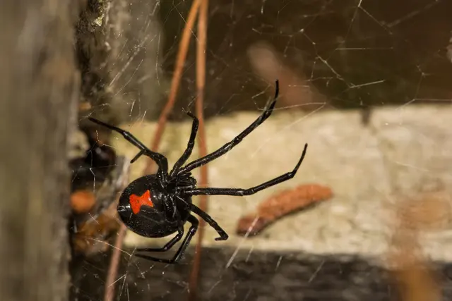 Mr Roland Pest Control, LLC — photo from the business 11