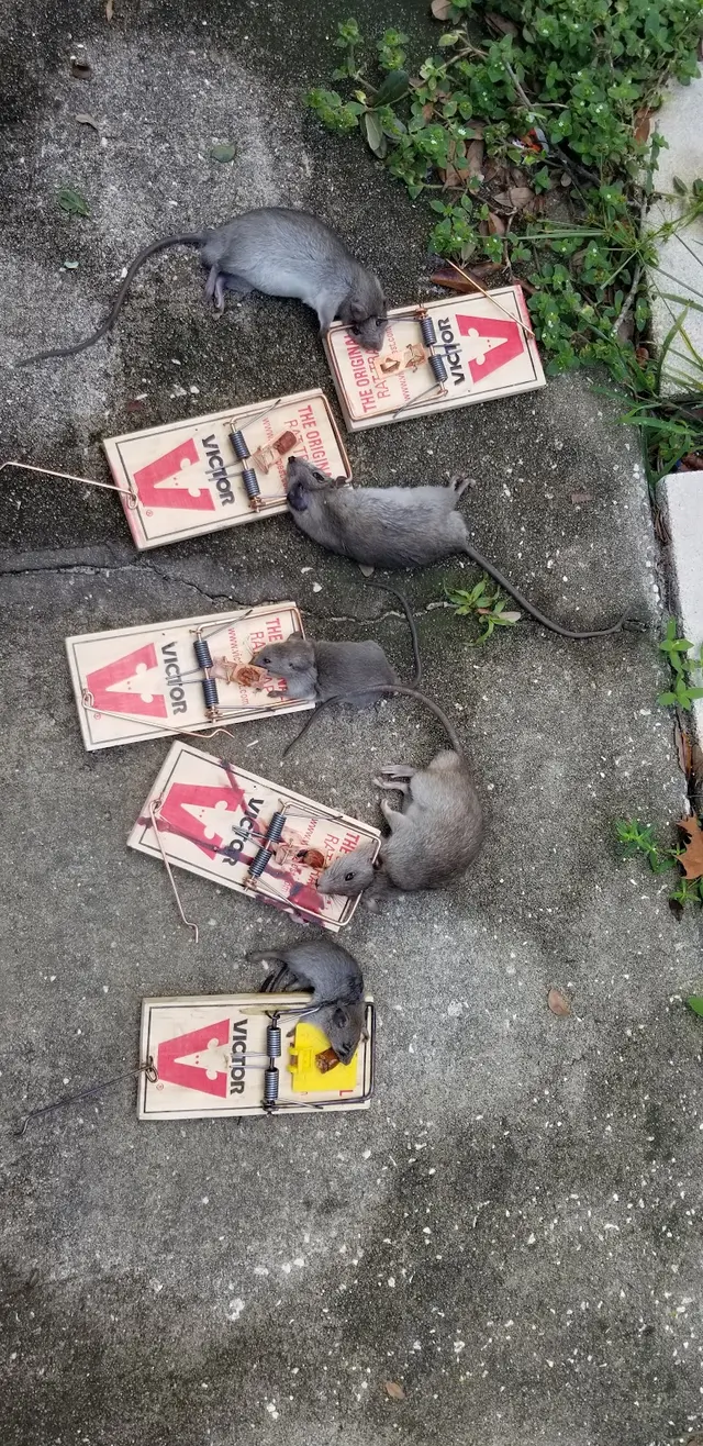 Mr Roland Pest Control, LLC — photo from the business 7
