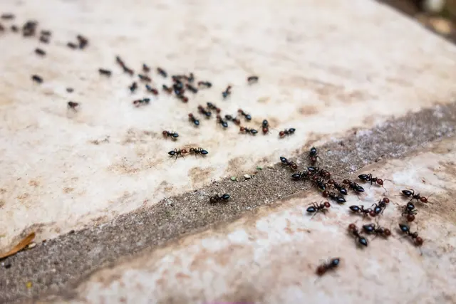Mr Roland Pest Control, LLC — photo from the business 12