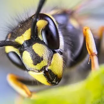 Trapline Pest Solutions — photo from the business 6