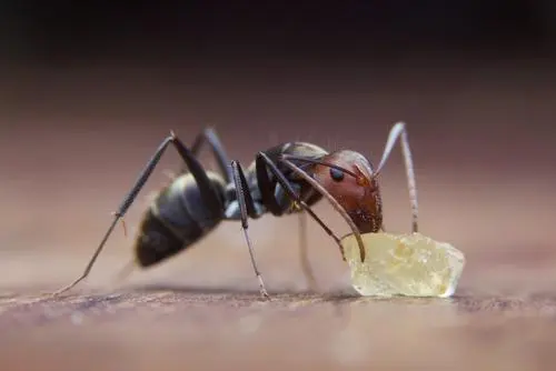 Trapline Pest Solutions — photo from the business 5