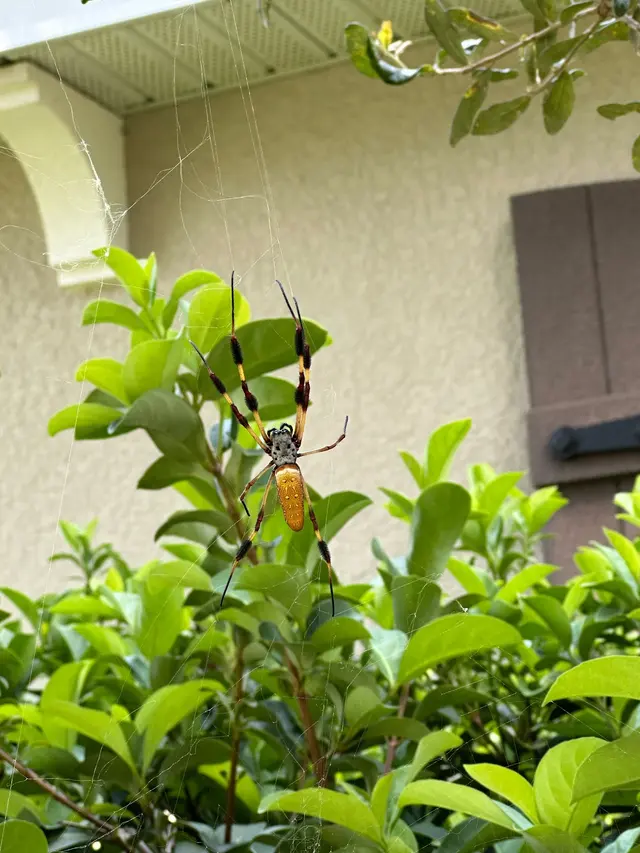 Fenix Pest Control, Inc. — photo from the business 8