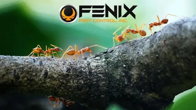 Fenix Pest Control, Inc. — photo from the business 1