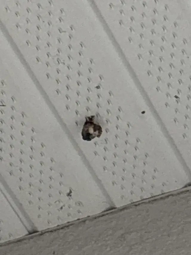 Fenix Pest Control, Inc. — customer photo 6