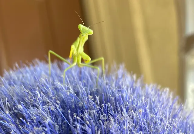 Thrasher Pest Control — photo from the business 10