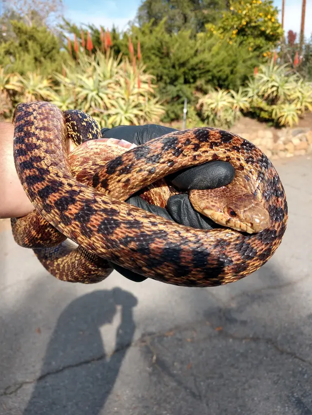 Wildlife Removal Services — photo from the business 2