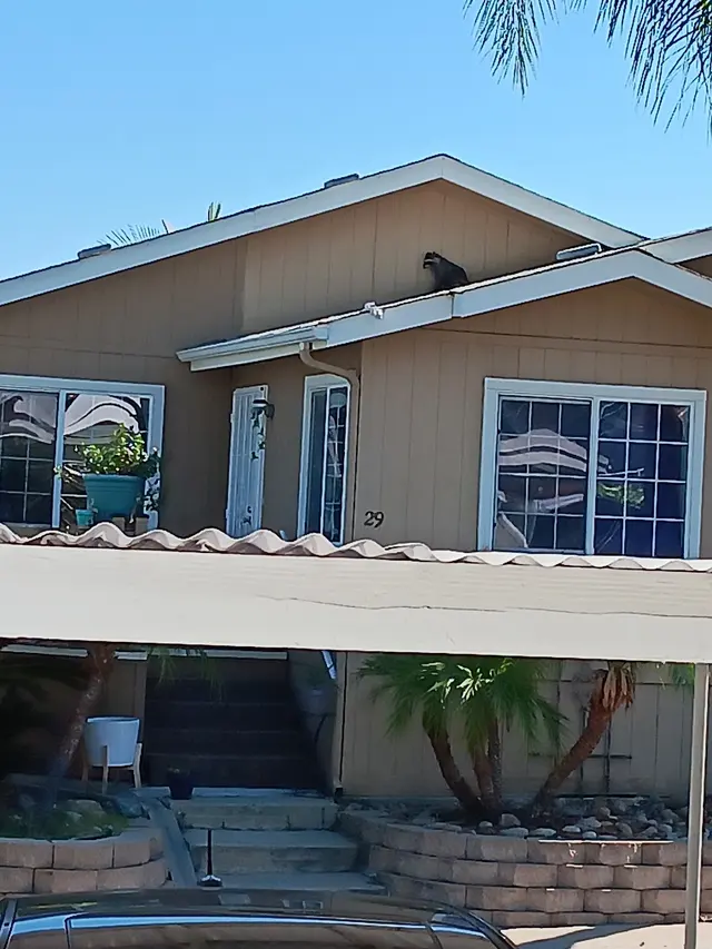 Wildlife Removal Services — customer photo 11